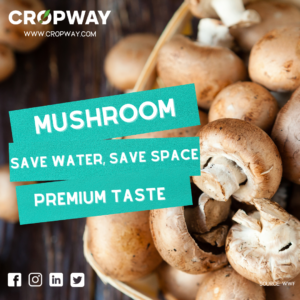 Mushroom farming