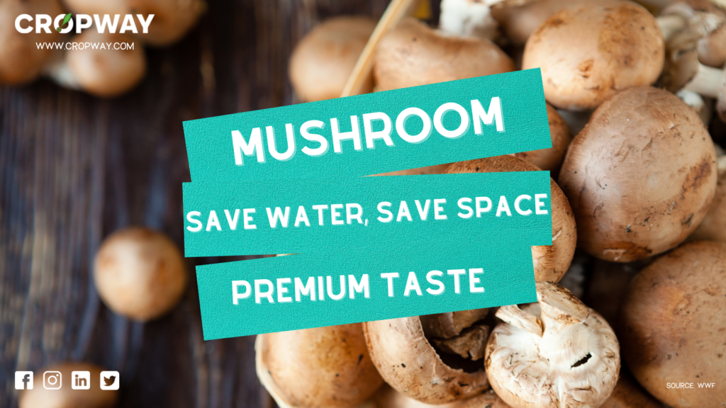 Mushroom farming