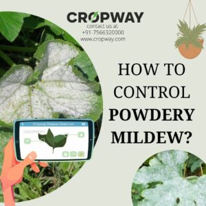 How to control Powdery Mildew