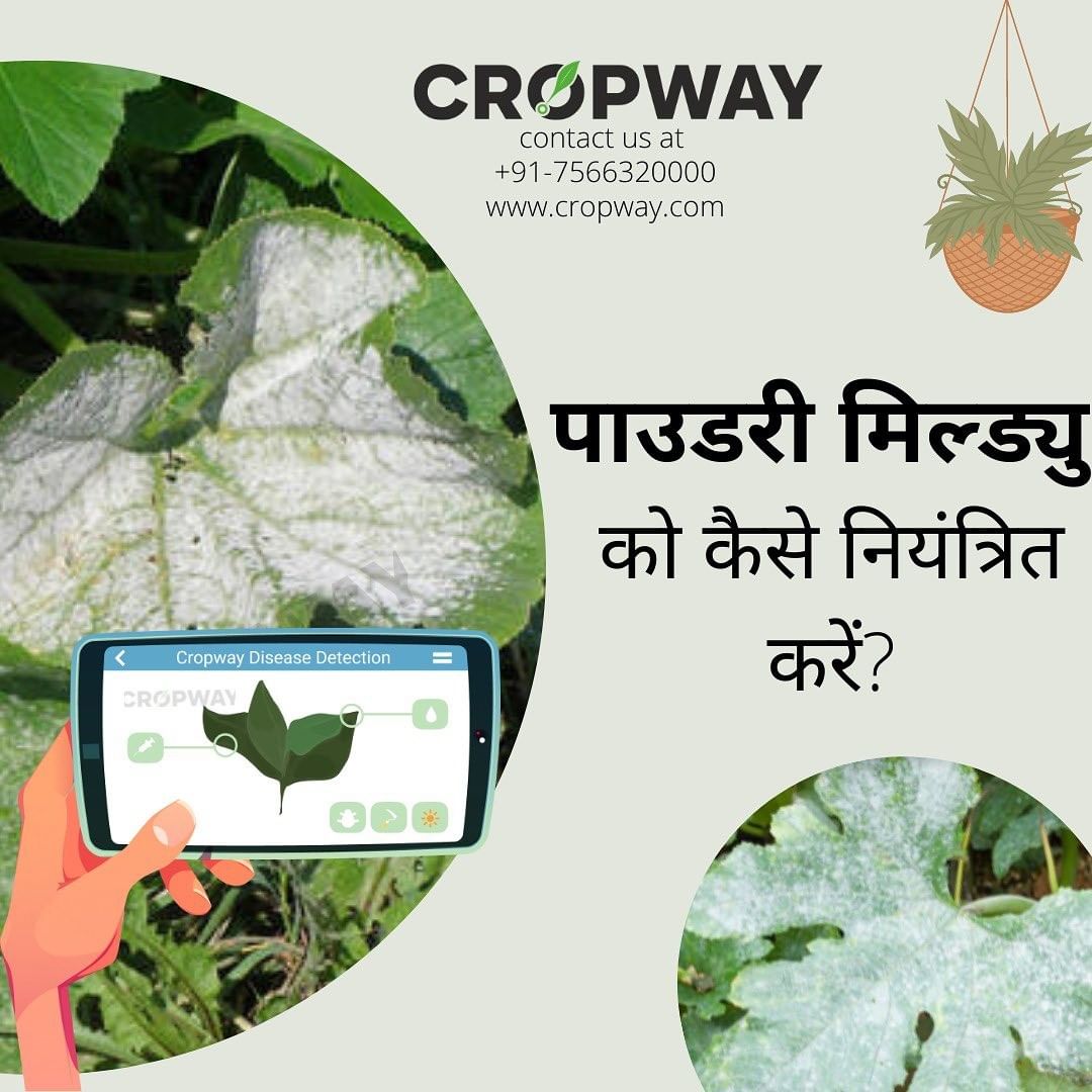 How to control Powdery Mildew