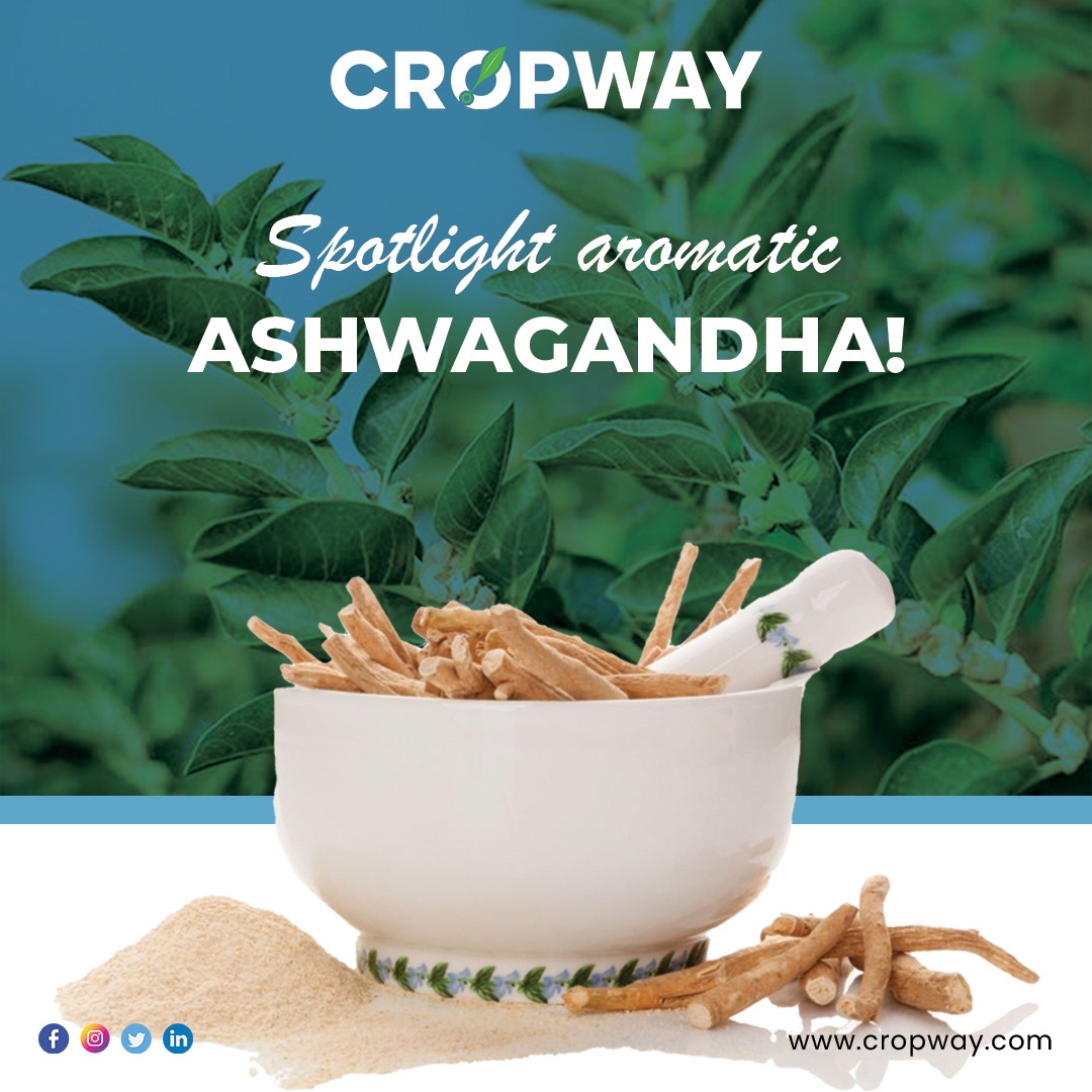 Ashwagandha Ayurveda’s Most Popular Adaptogen CROPWAY