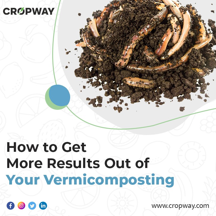 How to Get More Results Out of Your Vermicomposting