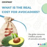 What is the real cost for Avacados