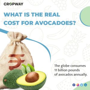 What is the real cost for Avacados