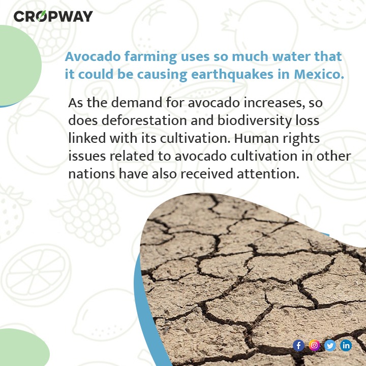  Avacados farming uses so much water that if could be causing earthquakes in mexico.
