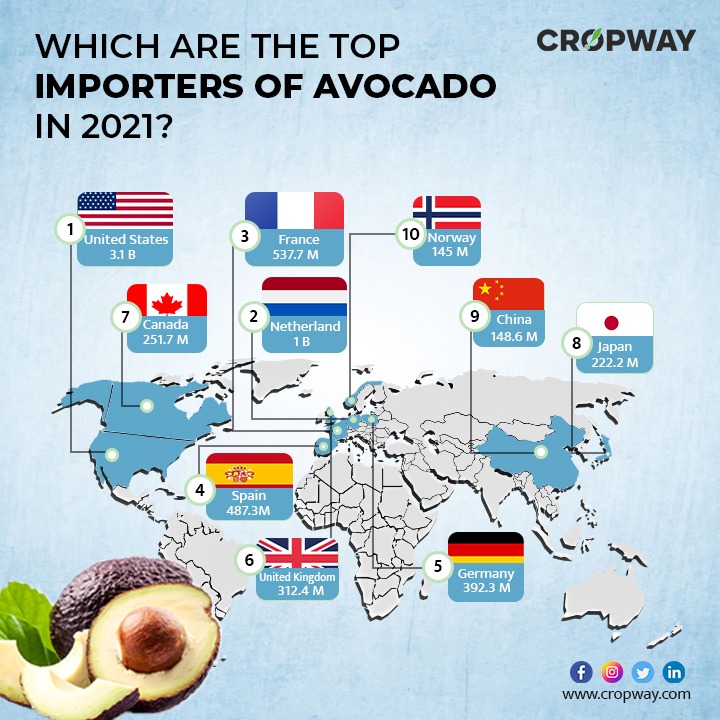 Which are the top importers of  Avacados in 2021

