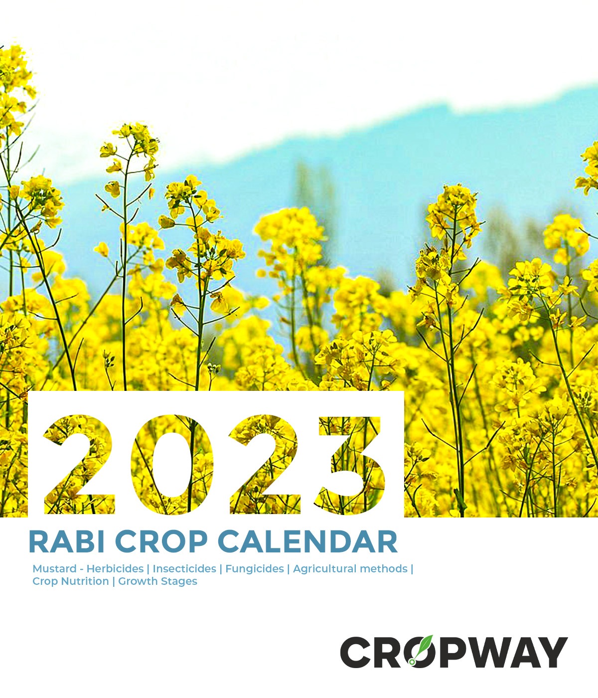 Rabi Crop Calendar Mustard CROPWAY 2024