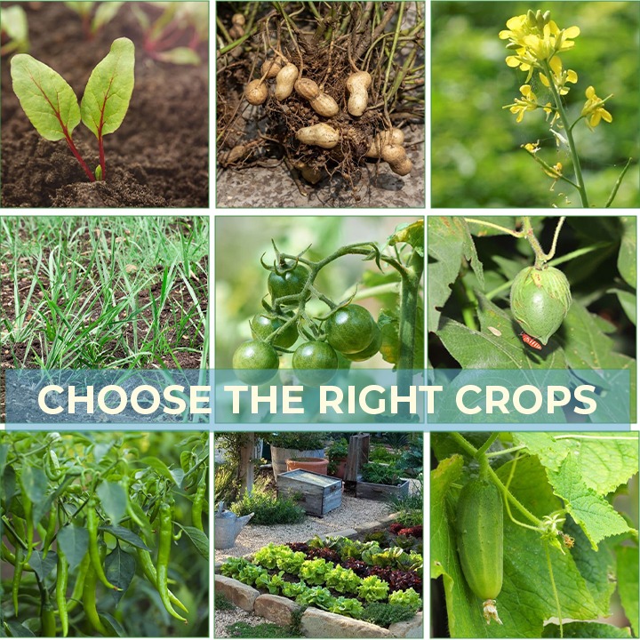 Choose the Right Crops
