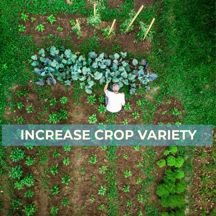Increase Crop Variety