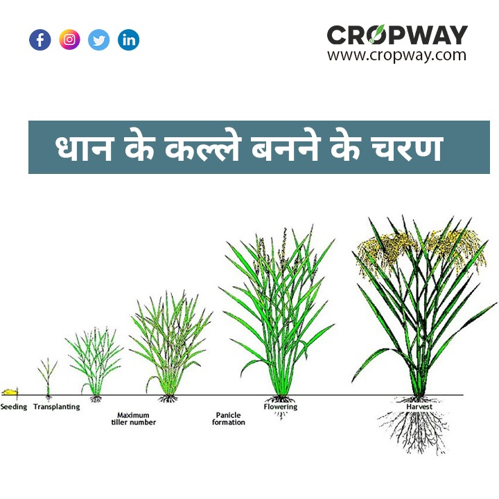 धान के कल्ले बनने के चरण