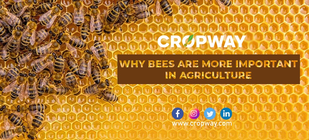 Why Bees are More Important in Agriculture