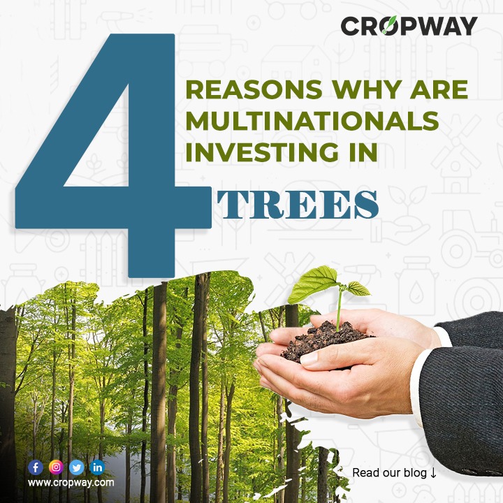 4 Reasons why are multinationals investing in trees