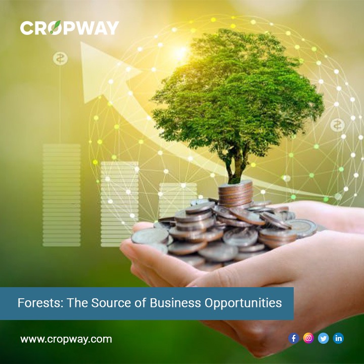 Forests: The Source of Business Opportunities