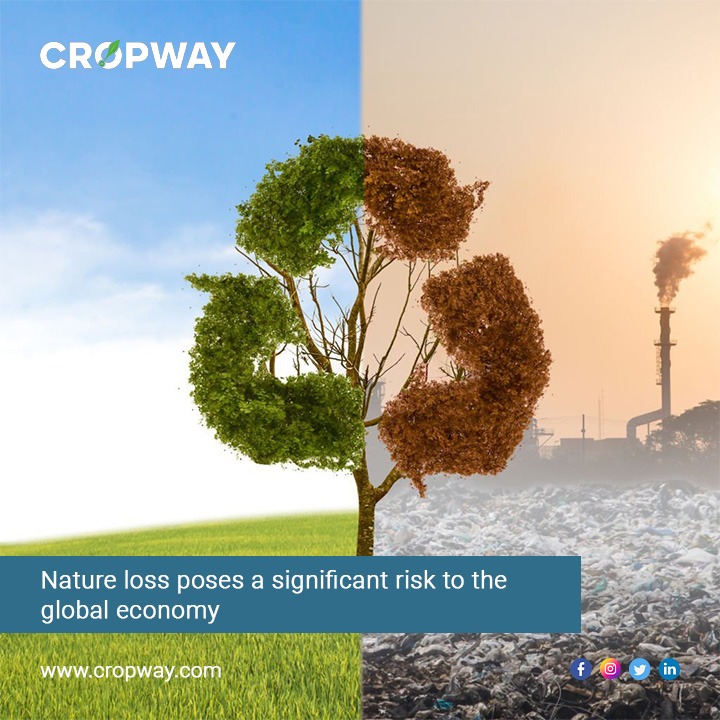 Nature loss poses a significant risk to the global economy