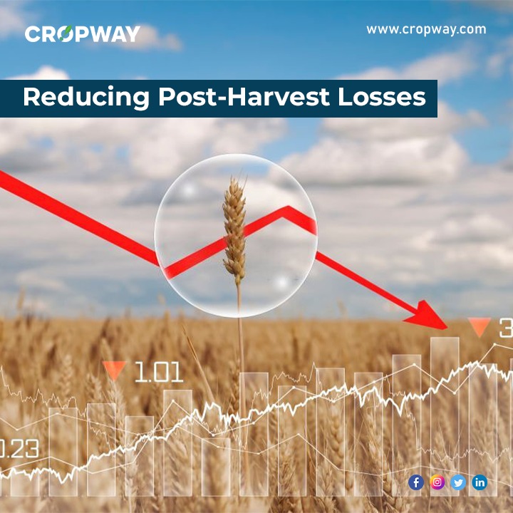 Reducing Post-Harvest Losses