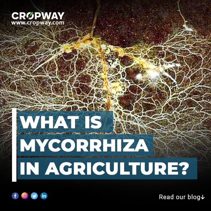 what is mycorrhiza