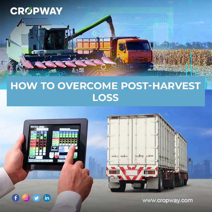 How to Overcome Postharvest Loss