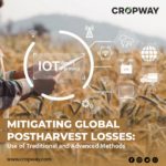 Mitigating Global Postharvest Losses Use of Traditional and Advanced Methods