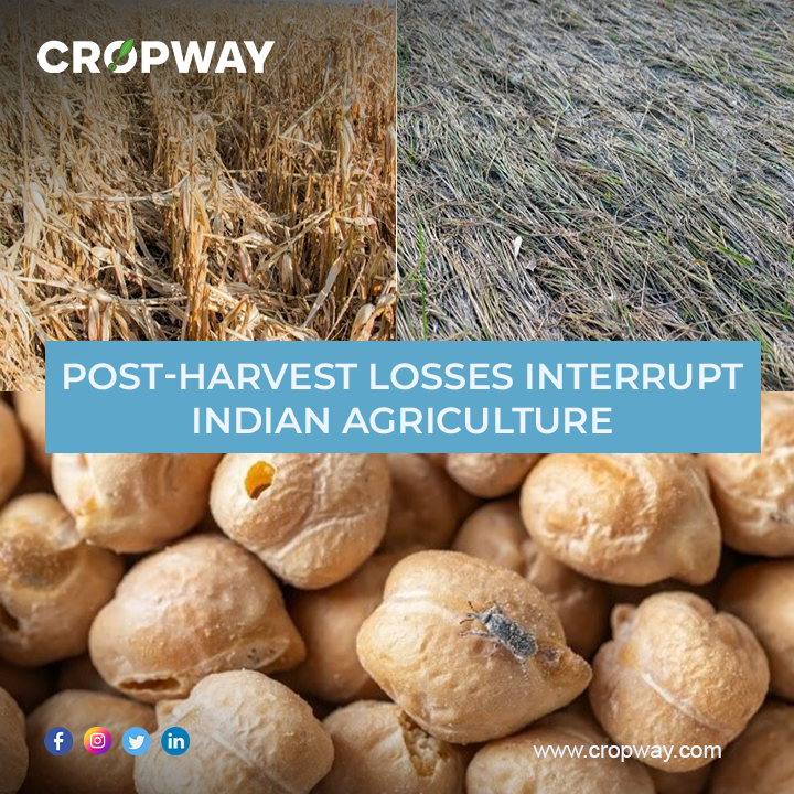 PostHarvest Losses Interrupt Indian Agriculture