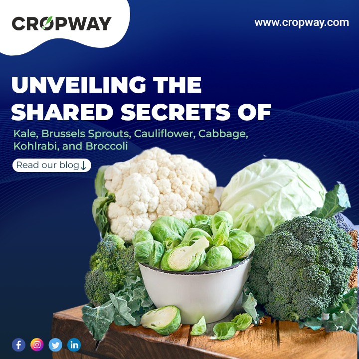 Unveiling the Shared Secrets of vegetables
