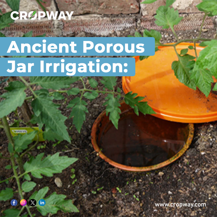 Ancient Porous Jar Irrigation