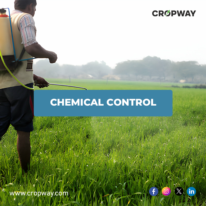 Chemical Control Stripe rust disease Management