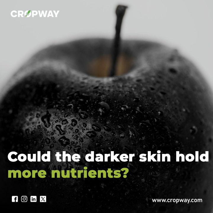 Black Diamond Apple hold more nutrients
