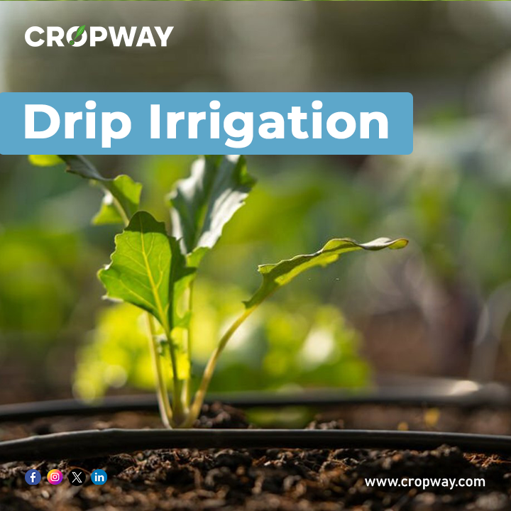 Drip Irrigation: