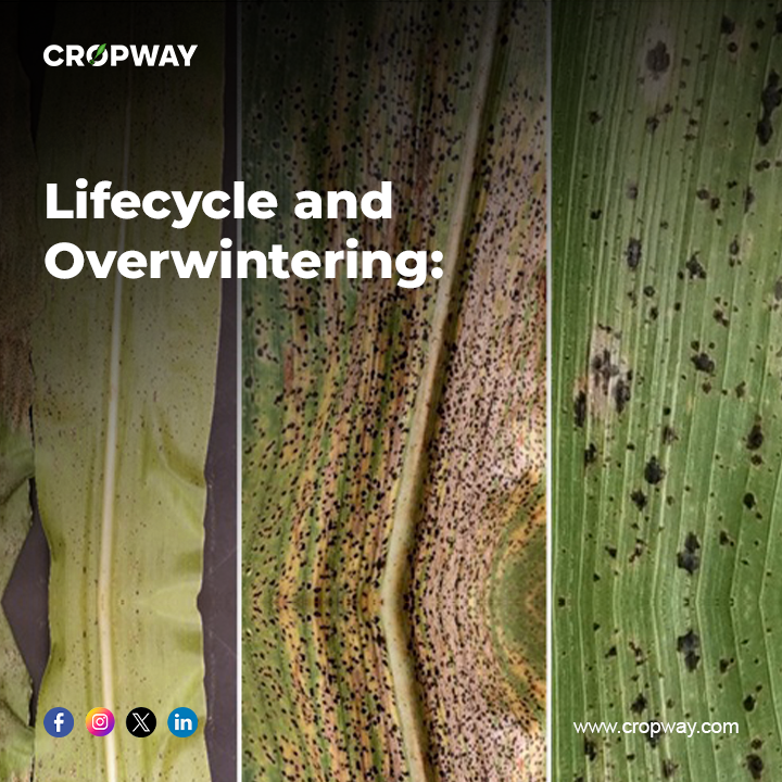 Lifecycle and Overwintering of Tar Spot