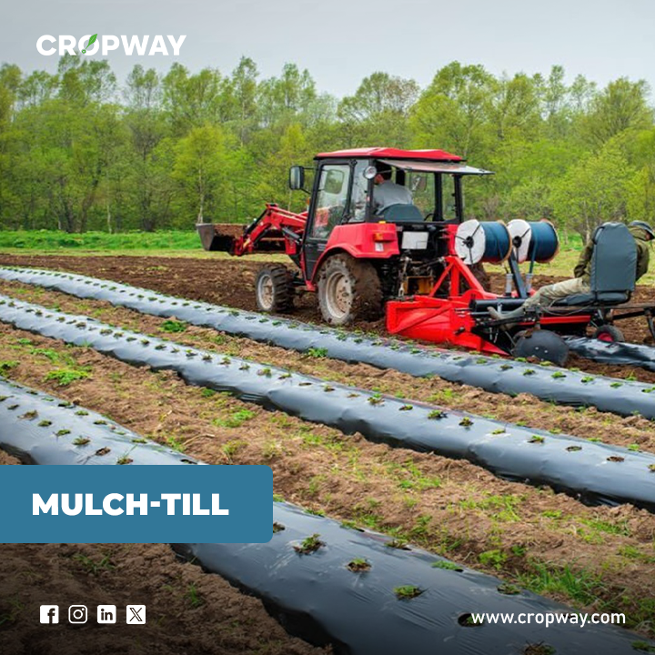 Mulch-till tillage system