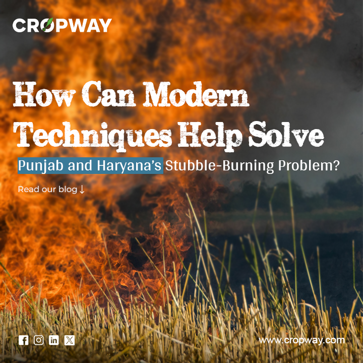 Punjab and Haryana’s stubble burning problem