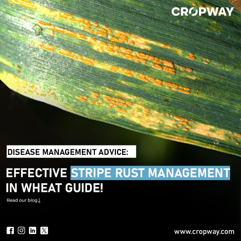 Effective Stripe rust disease Management in Wheat