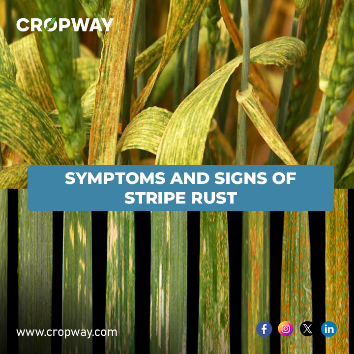 Symptoms and Signs of Stripe Rust management