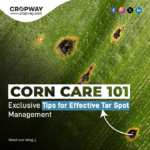 Corn Care 101: Exclusive Tips for Effective Tar Spot Management