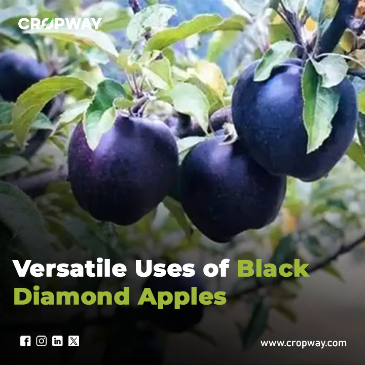 Versatile Uses of Black Diamond Apples