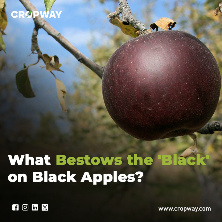 What Bestows the 'Black' on Black Diamond Apple