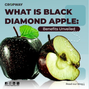 What are Black Diamond Apple Benefits Unveiled