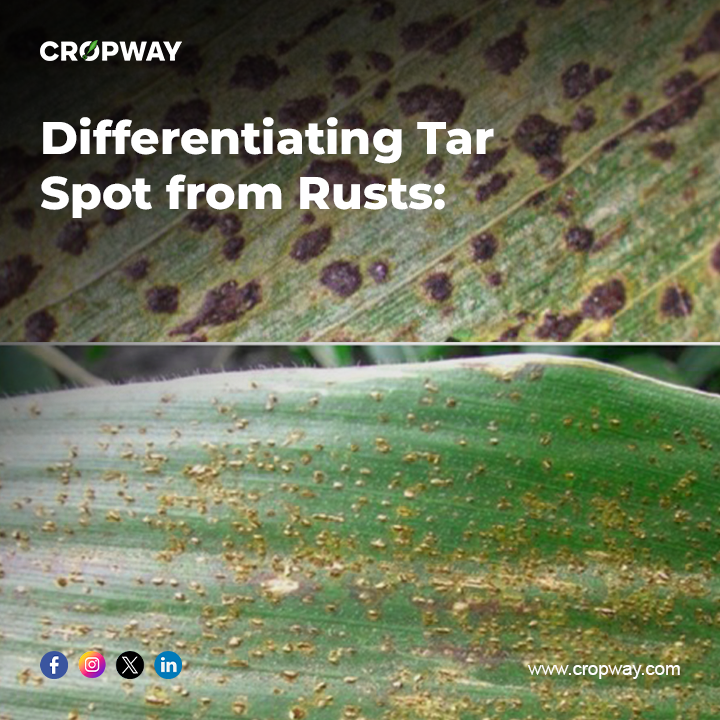 Differentiating Tar Spot from Rusts