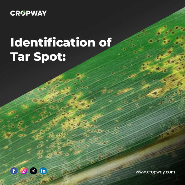Identification of Tar Spot