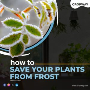 Frost prevent