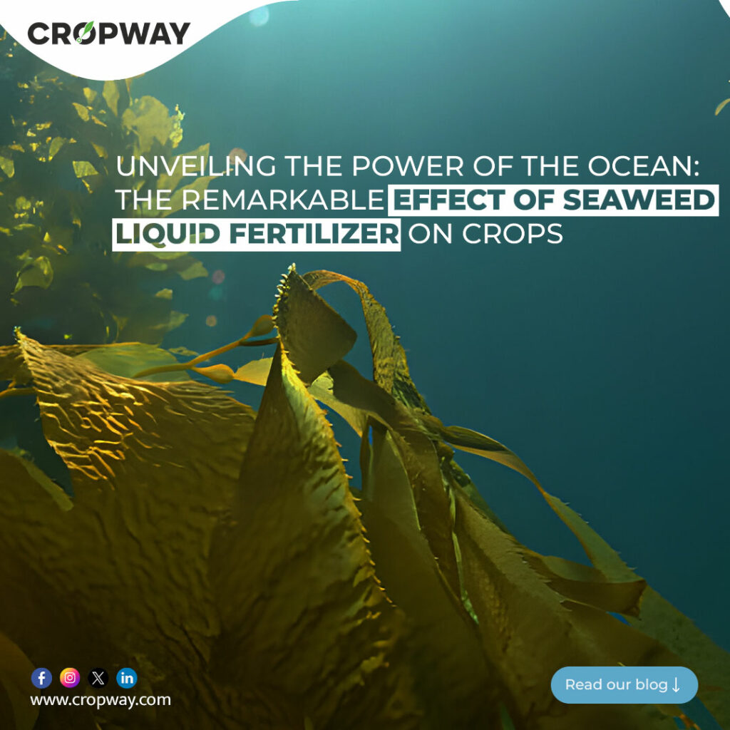 Seaweed Liquid Fertilizer