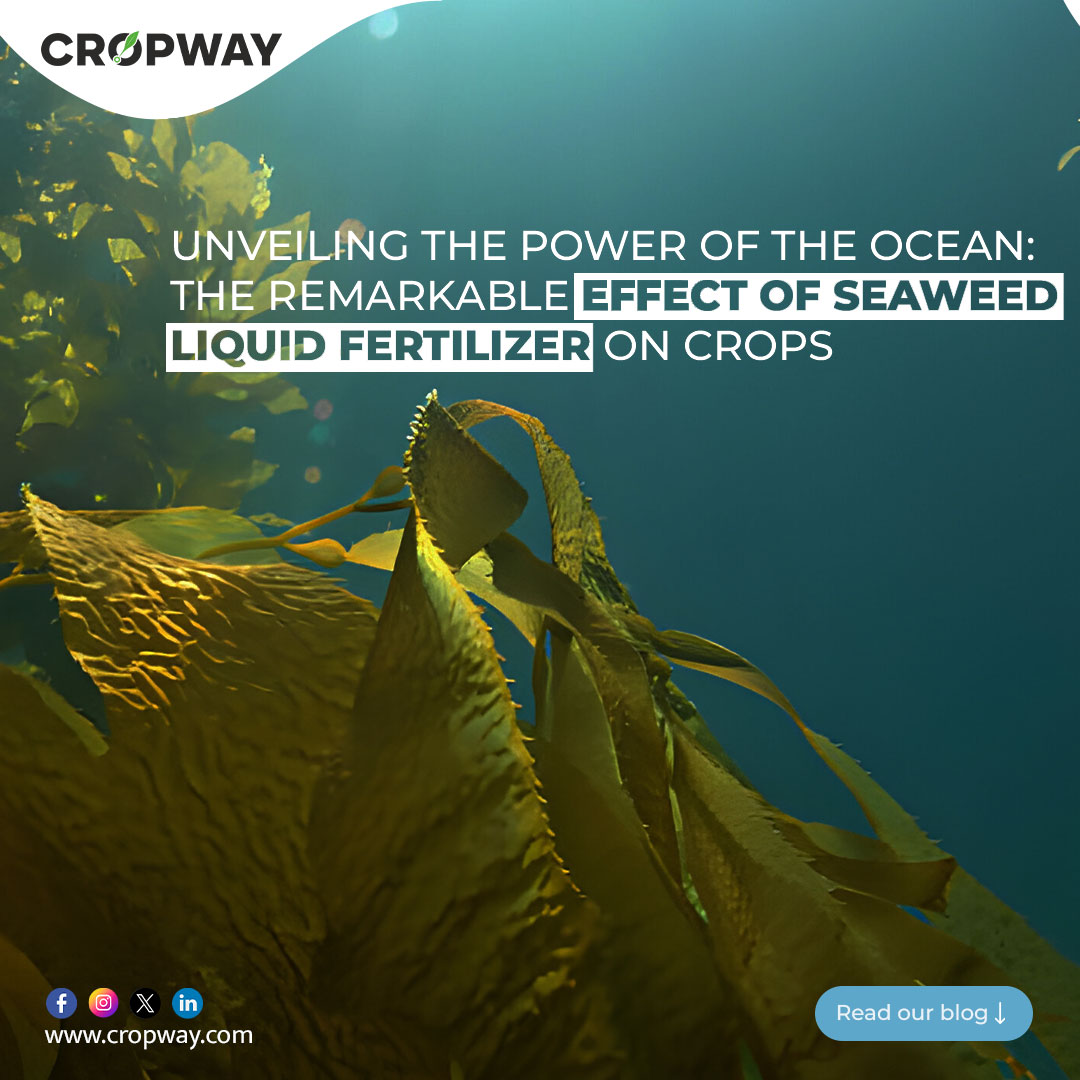 Seaweed Liquid Fertilizer Unveiling the Power of the Ocean and Its