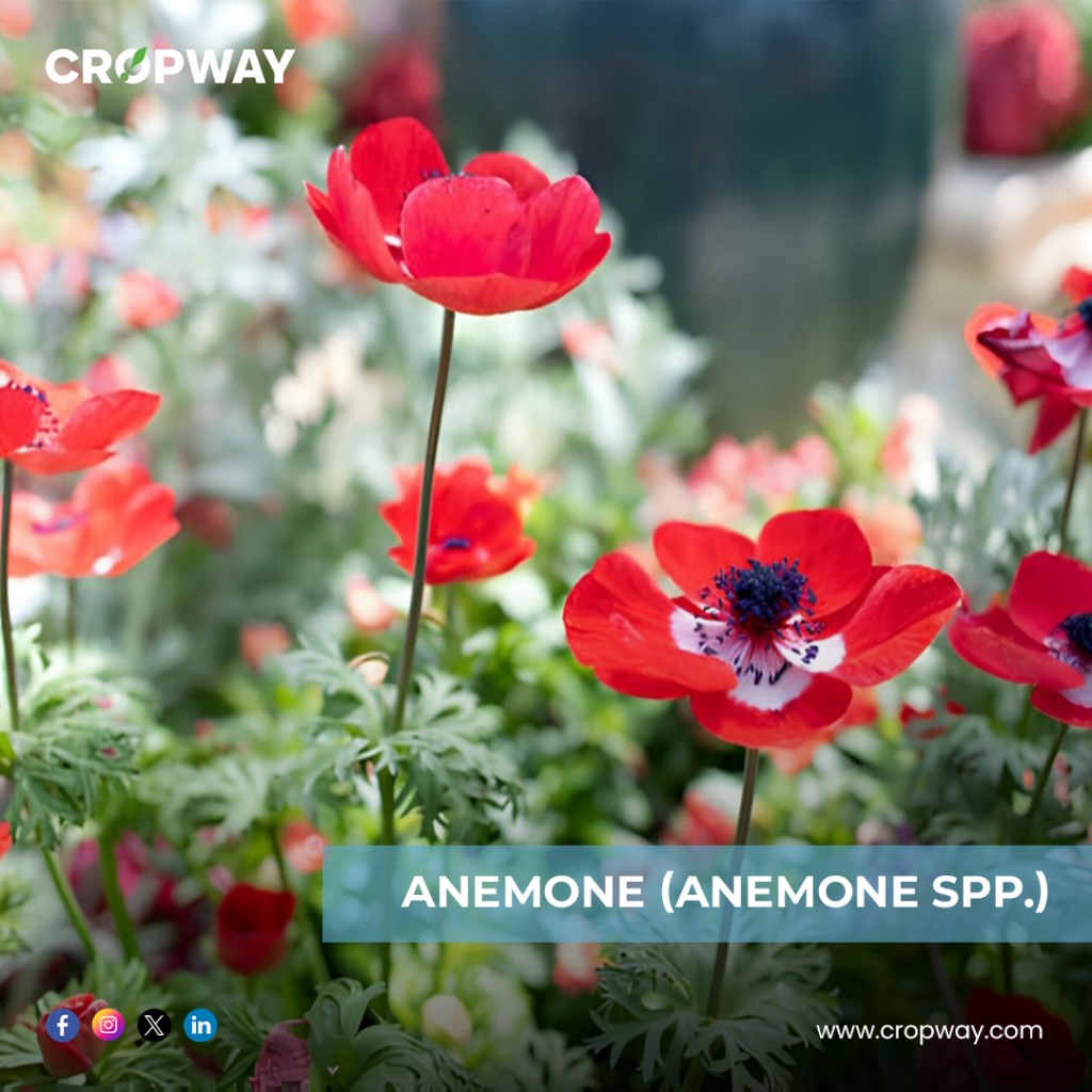Anemone-Best Bulb Plants