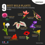 Best Bulb Plants