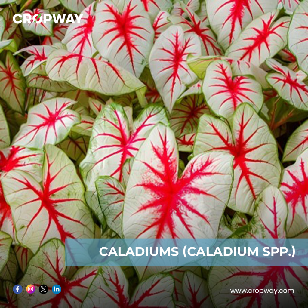 Caladiums-Best Bulb Plants
