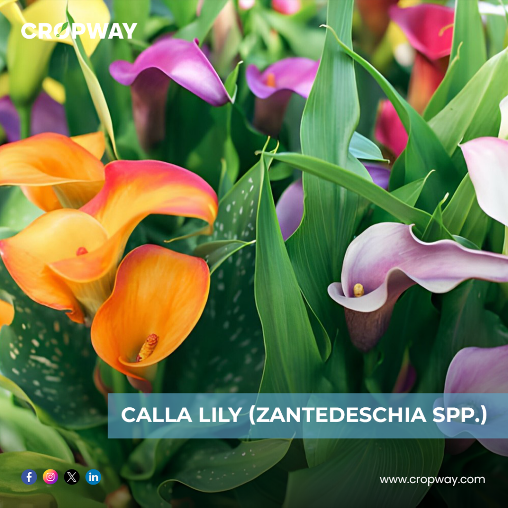 Calla Lily-Best Bulb Plants