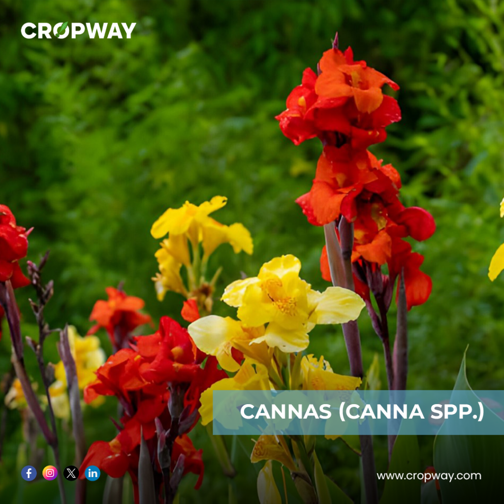 Cannas-Best Bulb Plants