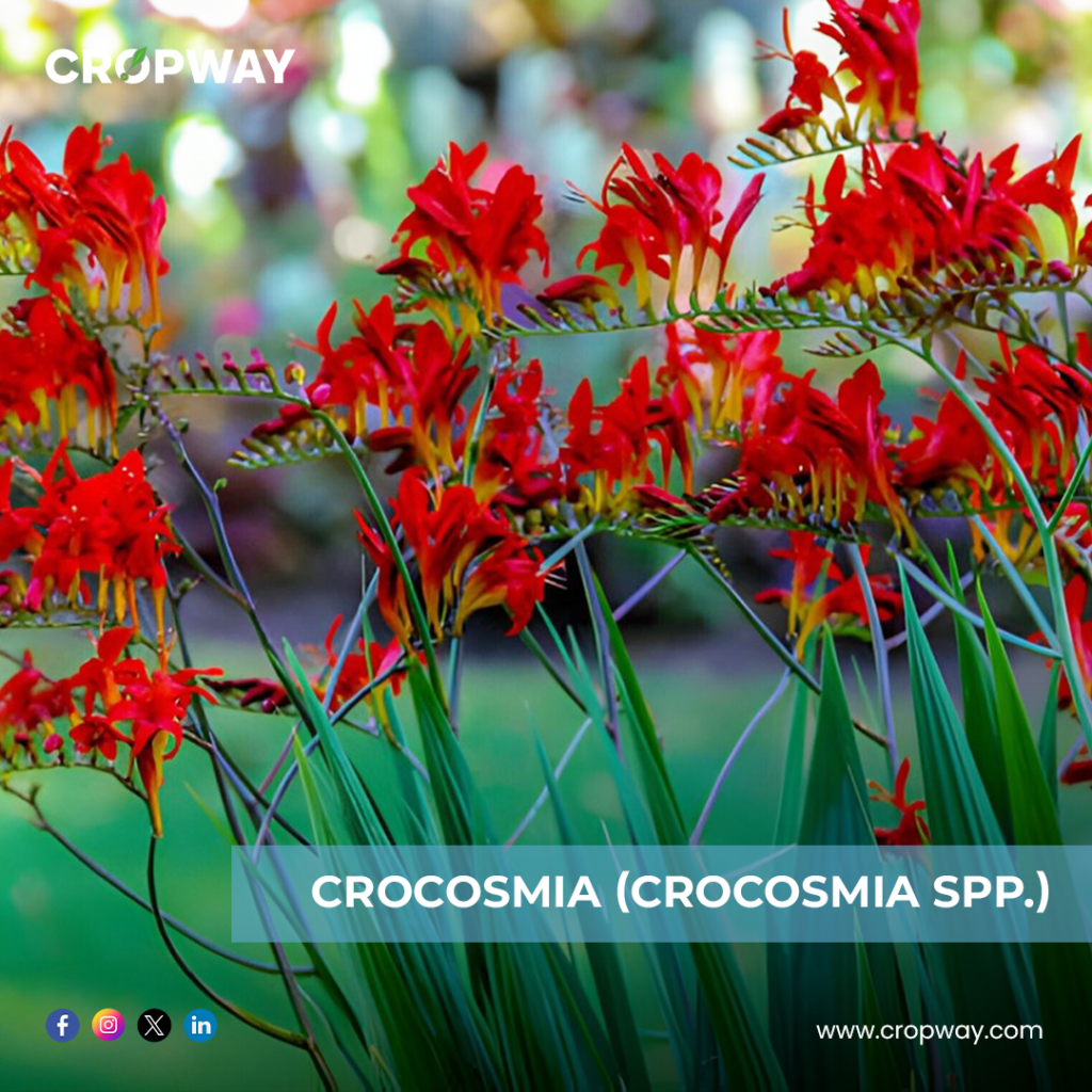Crocosmia-Best Bulb Plants
