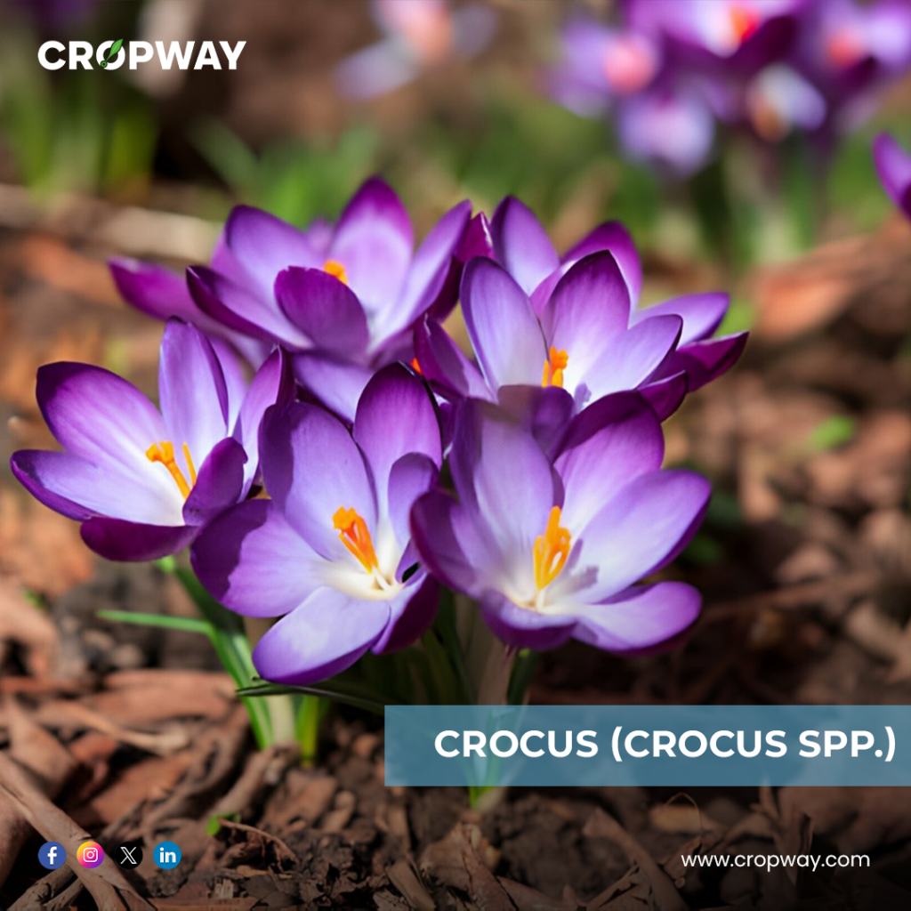 Crocus-Best Bulb Plants