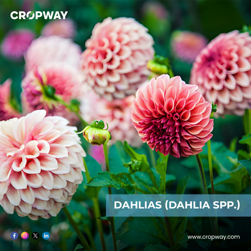 Dahlias-Best Bulb Plants